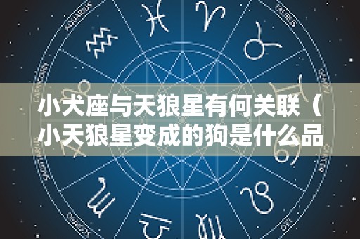 小犬座与天狼星有何关联（小天狼星变成的狗是什么品种）